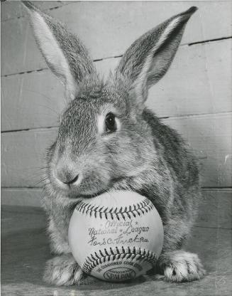 Rabbit with a Baseball photograph, 1953 April